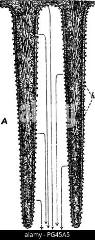 . A text-book of mycology and plant pathology . Plant diseases; Fungi in agriculture; Plant diseases; Fungi. GENERAL PHYSIOLOGY OF FUNGI 65 second and the spores of the common mushroom shortly after leaving the cap fall at the rate of i mm. per second approximately. The violent discharge of the spores prevents the adhesive spores from massing together and from sticking fast to the gUl surface. At first the spore is shot out horizontally, then under the influence of gravity, it describes a sharp curve and then falls vertically. The path described by the falling spore has been appropriately call Stock Photo