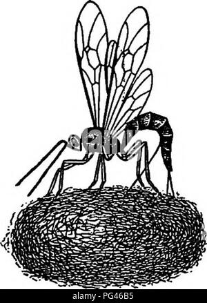 . Farm friends and farm foes : a text-book of agricultural science . Agricultural pests; Beneficial insects; Insect pests. CHAPTER XIV The Four-winged Parasites It is fortunate for mankind that almost all species of in- jurious insects have insect enemies that destroy them. These insect enemies are divided into two groups as regards the methods by which they kill their victims. There is no hard and fast line to be drawn between these groups, but in general we may safely say that the insects which destroy other insects are either parasites or predaceous insects. As a rule, the parasites develop Stock Photo