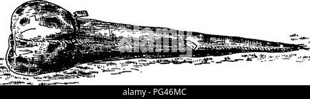 . Principles of American forestry . Forests and forestry. Fig. 45.—The bale ready for covering. It is Customary to Have Seedlings tied in bunches of about 100 each when they are shipped, and whenever small stock is shipped with large stock it should be in a separate bundle. It is seldom necessary or desirable to put packing material about the tops, but it should be confined to the roots and the centre of the bundles, and the tops should be left somewhat free, so they will not heat. In packing nursery stock in this way it may be. Fig. 46.—^The bale completed by covering with burlap and labelled Stock Photo