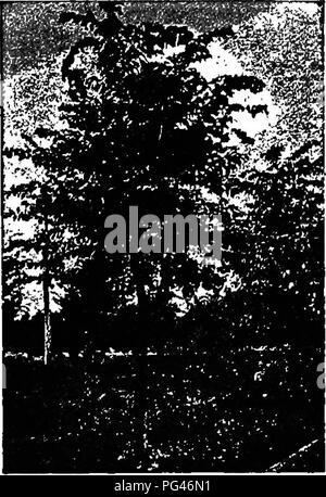 . Principles of American forestry . Forests and forestry. NURSERY PRACTICE. 127 for a number of years to develop good tops, while if they^Tiad well^formed tops in the nursery and were shortened back at planting time much less attention will be necessary, but the experience of large planters seems to show best results from close pruning. In a row of Elms or other trees there will often be found peculiar individual shapes. Some of the trees will take on desirable forms, while others will be spread- ing and awkward, and perhaps have a tendency to crack. Fig. 41.—Elm-tree that has been planted fiv Stock Photo