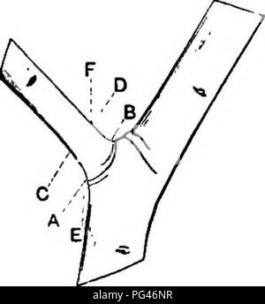 . Principles of American forestry . Forests and forestry. NURSERY PRACTICE. 119 in autumn or early winter generally heal over well, but are more likely to cause bad injuries than if made at the close of the winter. These considerations and prac- tical experience have brought about the following con- clusions as to the best time for pruning: Large Branches are Most Safely Removed during the latter part of winter, before growth starts. Small branches may be safely removed at this time, or during the grow- ing season, preferably about the middle of June; but. Fio. 33.—Showing the proper place to  Stock Photo