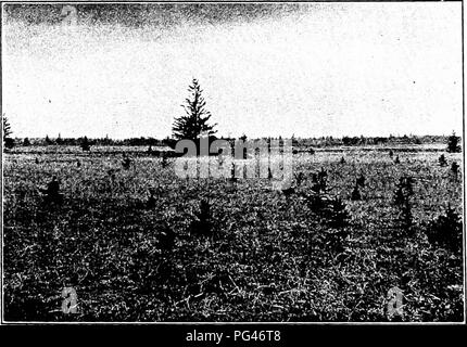 . Principles of American forestry . Forests and forestry. 68 I'KINCJPLES OF AMERICAN FORESTRY. of clear fields it is quite a simple matter to sow tlie seed in furrows. Sowing in Patches. It is quite common in some of the European forests to see patches of land, perhaps four feet square, at twenty-foot intervals, which have been stripped of their mossy cover and sown to seed. These afford a sort of nursery throughout the forest, from which seedlings may be transplanted and on which a. P'lG. 12.—Good iiutural rcgeiieiiitiuii ol' Spruce in Maiutuba. number of seedling plants are left and form a g Stock Photo