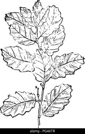 The Arboretum et fruticetum britannicum is an important work on the ...