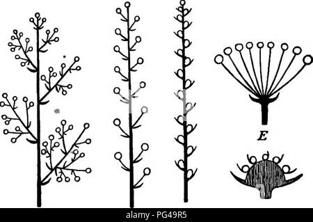 . Essentials of botany. Botany; Botany. 360 ESSENTIALS OF BOTANY. A BCD Fig. 10. Diagrams of Inflorescence. A, panicle; B, raceme; C, spike; D, head; E, umbel.. Please note that these images are extracted from scanned page images that may have been digitally enhanced for readability - coloration and appearance of these illustrations may not perfectly resemble the original work.. Bergen, Joseph Y. (Joseph Young), 1851-1917. Boston, Ginn Stock Photo