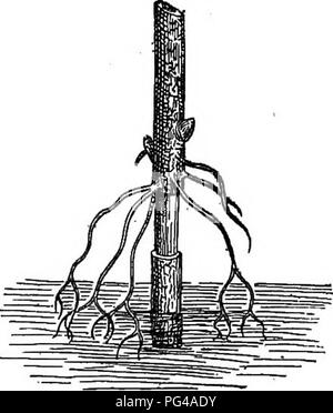 . Botany of the living plant. Botany. THE TISSUES OF THE STEM 41 ...