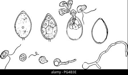 . Botany for agricultural students . Botany. 360 THALLOPHYTES True Molds (Mucorales). — There are a number of Molds some of which belong to other divisions of the Fungi. The Molds of this order are characterized by a zygosporic reproduc- tion, on which account they are called Zygomycetes. Of the nearly 200 species known, Bread Mold is the most familiar one.. Fig. 311. — Conidia of the Late Blight of the Potato developing zoospores, and zoospores growing hyphae. X about 400. After Ward. Bread Mold (Rhizopus nigricans). — Bread Mold is very common about homes, producing a fluffy tangle of hyphae Stock Photo