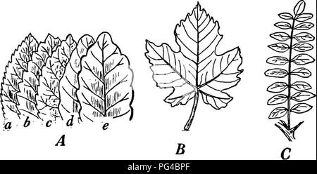 . Botany for agricultural students . Botany. EXPOSURE TO LIGHT 237 the notches may be very deep and divide the blade into lobes, as the leaves of the Gooseberry, Cotton, Dandelion, some Oaks, Maples, and many other plants illustrate. In some cases the blade is so divided that it is made up of independent portions united to a common stalk, each independent portion being called a leaflet. Many familiar plants, such as Clover, Alfalfa, Vetches,. Fig. 219. — A, Margins of leaves, a, serrate; 6, dentate; c, crenate; d, undvilate; c, sinuate. B, lobed leaf of Grape. C, pinnately compound leaf of Bla Stock Photo