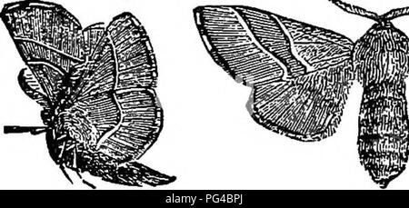 . The elements of forestry : designed to afford information concerning the planting and care of forest trees for ornament or profit and giving suggestions upon the creation and care of woodlands with the view of securing the greatest benefit for the longest time, particularly adapted to the wants and conditions of the United States. Forests and forestry. 176 Classification of Insects: Lepidoptera.. (Hale.) Iffi. B&amp;mbyx neuitria. V {Female.) (Perfect Insect.) The first of these has, by later naturalists, been merged with others, but, with this exception, these groups hare been considered as Stock Photo