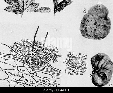 . Diseases of truck crops and their control . Vegetables. S.- '^^15&quot;b«a%s^r&quot;. Fig. 66. Tomato Diseases. a. Septoria leaf spot, 6. section through a pycnidium of Sepioria lycopersici (after Levin), c. section through acervulus of Collelotrichum phomoides (after Venus Pool), d. and e. Melanconium  rot, /. section through an acervulus of the Melan- conium fungus {d. to f. after Tisdale).. Please note that these images are extracted from scanned page images that may have been digitally enhanced for readability - coloration and appearance of these illustrations may not perfectly resemble  Stock Photo