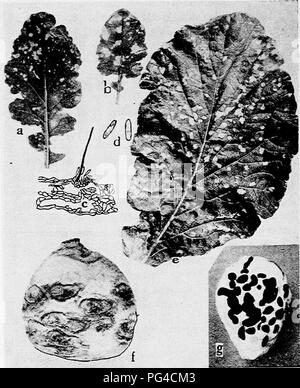 . Diseases of truck crops and their control . Vegetables. Fig. 36, Turnip Diseases. a. and b. Anthracnose, c. cross section through acervulus, d. anthracnose spores, e. Cylindrosporium leaf spot, /. Phoma rot,- g. Sclerotinia rot (c. and d. after Higgins).. Please note that these images are extracted from scanned page images that may have been digitally enhanced for readability - coloration and appearance of these illustrations may not perfectly resemble the original work.. Taubenhaus, Jacob Joseph, 1884-1937. New York : E. P. Dutton &amp; Co. Stock Photo