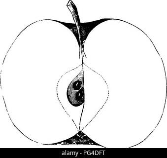 . American pomology : apples . Apples. CLASS I. FLAT APPLES. 1. II. II. 439 Tree vigorous, spreading, productive. Fruit medium, globular-oblate, regular; Surface very smooth, bright red,striped with darker red; Dots numer- ous, star-shaped, yelloAV. Basin wide, regular, abrupt; Eye small, closed.. Fig. 95.—INDIANA FAVORITE. , Cavity acute, regular, green or brown; Stem medium to long, red. Core regular, closed, clasping the eye; Seeds numerous, angular, imperfect; Flesh pale yellow, breaking, fine-grain- ed, juicy; Mild siib-acid; Good to very good, for table and market, from January to March. Stock Photo