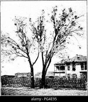 . Diseases of economic plants . Plant diseases. 430 DISEASES OF ECONOMIC PLANTS of standing trees, especially following fires. It is found throughout the United States on all deciduous woods.. Fig. 187.—Trees infested with mistletoe. Courtesy of the School of Botany of the University of Texas. Very numerous genera and species of fungi other than those mentioned above can also bring about similar changes.. Please note that these images are extracted from scanned page images that may have been digitally enhanced for readability - coloration and appearance of these illustrations may not perfectly Stock Photo
