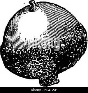 This text explores the principles of plant genetics, particularly the ...
