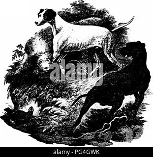 . The dog book : a popular history of the dog, with practical information as to care and management of house, kennel, and exhibition dogs, and descriptions of all the important breeds . Dogs. CAPTAIN FLEMING, OF BAROCHAN, AND HIS HAWKS From an illustri'ion in Col'inel Thornton's &quot; Tour Through Scotland &quot; (1786). THE POINTER Publiahed by Sydenham Edwards. London. 1801. Thr - rough do^- is tlie Russian poiniur, Kvissian setter, or Rus^inn retriever, as it was variously called. Tlie centre doi; ib orange lemon on the head, and tlit one in tlic furdj^round is liver colored. Please note t Stock Photo