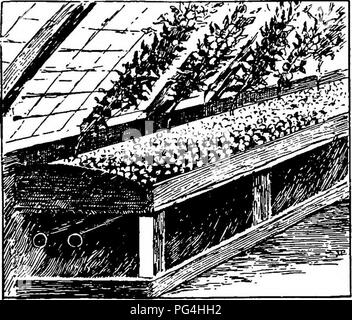 . Mushrooms : how to grow them : a practical treatise on mushroom culture for profit and pleasure . Mushrooms. GROWING MUSHROOMS IK GREENHOUSES. 45 of the mushroom bed, no matter liow hot or cold the atmosphere of the greenhouse may be. In the same way—by shading the panes or unshading them—he gov- erns the light admitted to the mushrooms. The greenhouses in which the mushrooms are grown are orchard houses, that is, glasshouses in which peiicli and nectariae trees are grown and forced. As these trees fruit and finish their growth early, it is necessary that they be kept as cool and inactive as Stock Photo