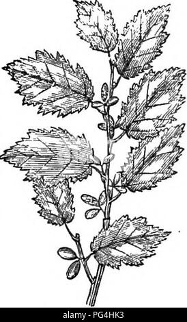 Arboretum et fruticetum britannicum, or London, J.C. Loudon, 1844 ...