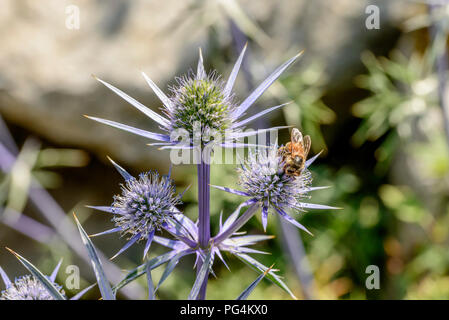 bee pollinating Eryingium Alpinum flowers , shot on a bright summer day at Gressoney Saint Jean,  Lys valley, Aosta, Italy Stock Photo