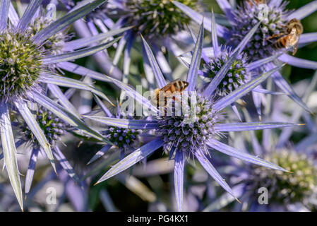 bee pollinating Eryingium Alpinum flower , shot on a bright summer day at Gressoney Saint Jean,  Lys valley, Aosta, Italy Stock Photo