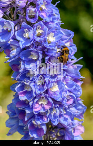 close up of bee pollinating blue flower , shot on a bright summer day at Gressoney Saint Jean,  Lys valley, Aosta, Italy Stock Photo