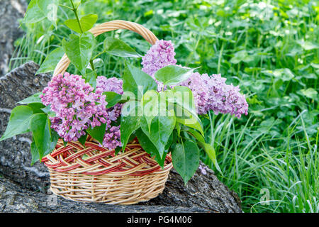 Wicker basket with lilac flowers on trunk of fallen tree with green grass in the background Stock Photo