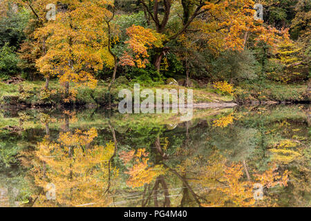 Autumn trees reflecting in the still waters of the river Conwy near Betws-y-Coed, North Wales, Stock Photo