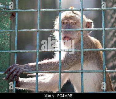 Monkey in cage Stock Photo