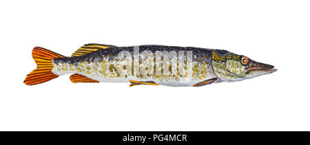 Hand drawn pike isolated on white background, watercolor illustration Stock Photo