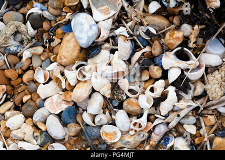 Shingle, shells and other detritus on beach strand line, Sandwich Bay, Kent, UK. Stock Photo