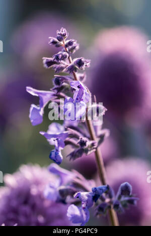 Nepeta racemosa Walkers Low catmint Stock Photo