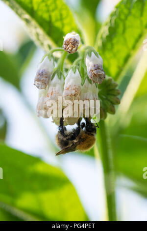 Common comfrey Symphytum officinale Stock Photo