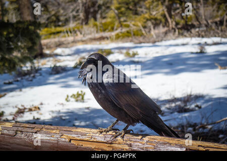 A portrait shot of American Crow in the park of Bryce Canyon National Park Stock Photo