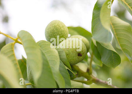 walnuts ripen in the sun Stock Photo