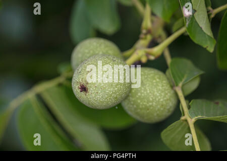 three walnuts grow on the tree Stock Photo