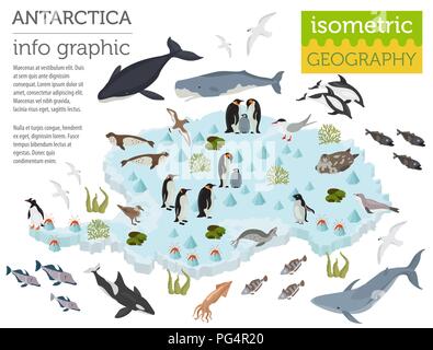 Antarctic, Antarctica, flora and fauna map, flat elements. Animals ...