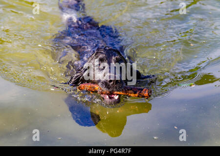 Cocker Spaniel playing fetch in the boating lake in Abington Park, Northampton, UK. Stock Photo