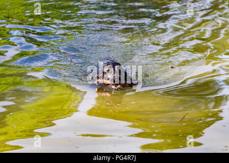 Cocker Spaniel playing fetch in the boating lake in Abington Park, Northampton, UK. Stock Photo