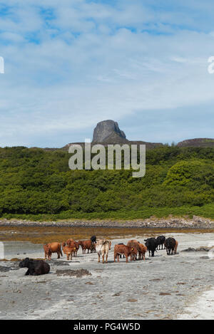 Highland Cows on the Beach on the Isle of Mull in Scotland in Summer ...