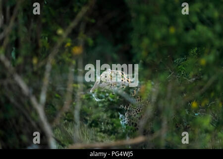 Watchful, alert female leopard (Panthera pardus) hidden in undergrowth stares intently, Kumana National Park, Eastern Province, Sri Lanka Stock Photo