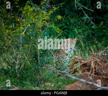 Watchful, alert female leopard (Panthera pardus) hidden in undergrowth stares intently, Kumana National Park, Eastern Province, Sri Lanka Stock Photo