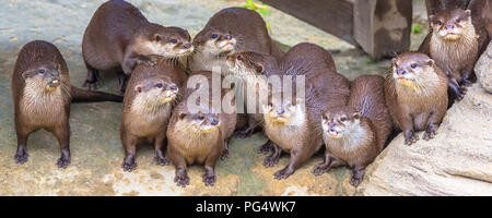 Adorable Group of oriental small-clawed otter (Aonyx cinerea syn. Amblonyx cinereus) looking funny at spectators Stock Photo