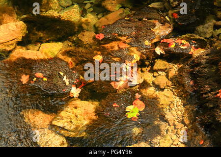 Fall leaves in river Stock Photo