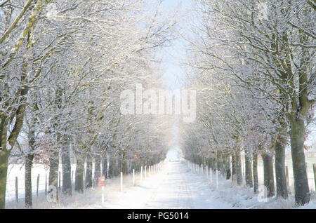 Eynsford line of trees in the snow Stock Photo