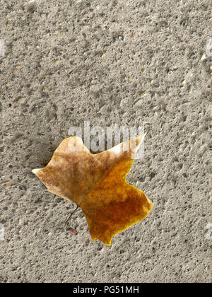 Maple leaf on a concrete background on the road. A maple leaf on the sidewalk. Stock Photo