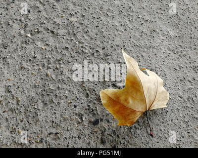 Maple leaf on a concrete background on the road. A maple leaf on the sidewalk. Stock Photo