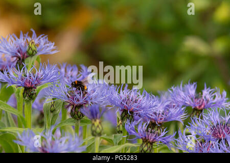 A Buff-tailed Bumblebee (Bombus Terrestris) Feeding on a Mountain Cornflower (Centaurea Montana). Stock Photo