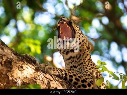 A young female Leopard yawns whilst relaxing in the boughs of a huge fig tree, a frequent resting place in the heart of her territory.