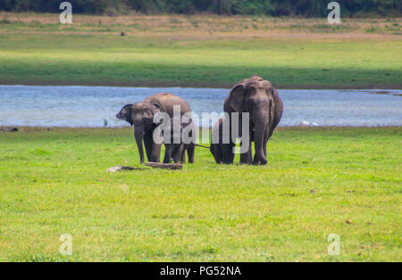 indian elephants - sri lanka - kaudulla national park Stock Photo