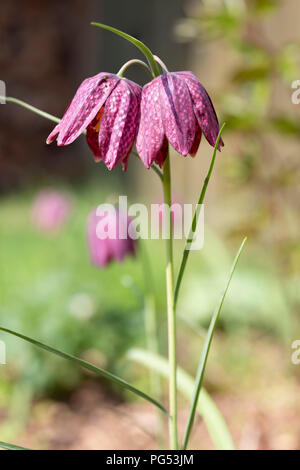 Snakes head fritillary flower, Fritillaria Meleagris, in a garden during spring Stock Photo