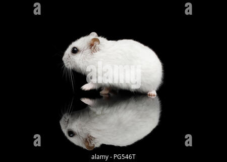 Little White Hamster sitting Isolated on Black Background with Reflection Stock Photo