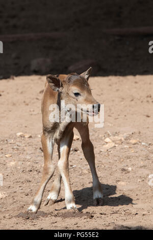 Australia, Northern Territory, Darwin, Crocodylus Park. Southeast Asia wild cattle, Banteng (Bos javanicus) aka Tembadam, newborn calf Stock Photo